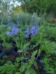 Image result for Veronica teucrium