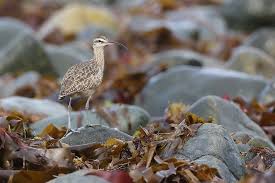 Image result for Numenius hudsonicus