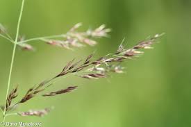 Attēlu rezultāti vaicājumam “Calamagrostis canescens”