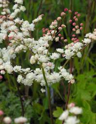Image result for Filipendula vulgaris