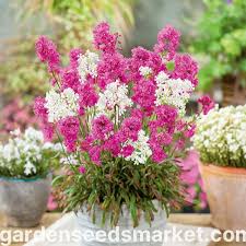 Image result for Pechnelke