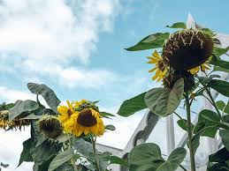 Image result for seotonie