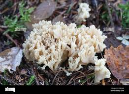 Attēlu rezultāti vaicājumam “Clavulina coralloides”