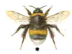 Attēlu rezultāti vaicājumam “Bombus terrestris”