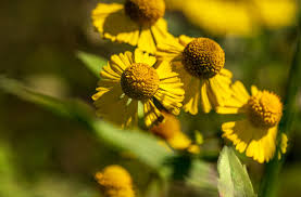 Attēlu rezultāti vaicājumam “Bidens cernua flower”
