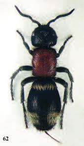 Attēlu rezultāti vaicājumam “Mutilla europaea”