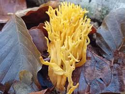 Attēlu rezultāti vaicājumam “Ramaria formosa”