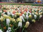 Hyacinth Flowers - Facts, Varieties,Growing and Plant Caring Tips