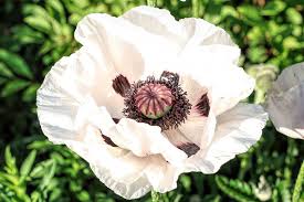 Attēlu rezultāti vaicājumam “Papaver orientale  flower”