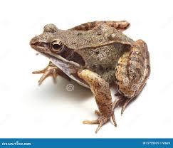 Attēlu rezultāti vaicājumam “Rana temporaria adult”