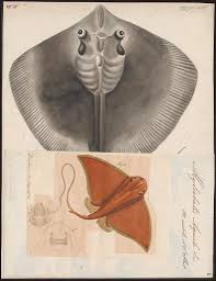 Image result for Myliobatis aquila