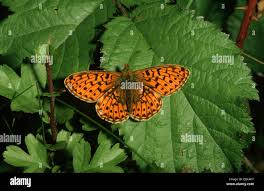 Attēlu rezultāti vaicājumam “Clossiana euphrosyne”