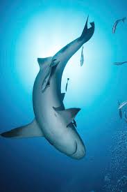 Image result for Carcharhinus leucas