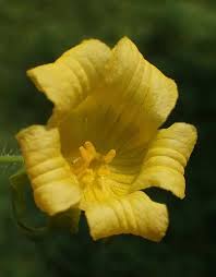 Attēlu rezultāti vaicājumam “Thladiantha dubia leaf”