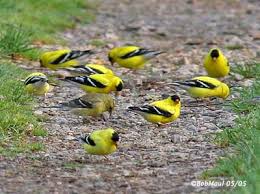 Attēlu rezultāti vaicājumam “Fringillidae”