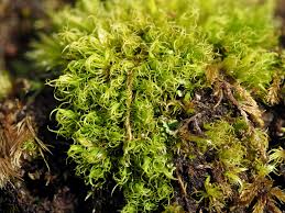 Attēlu rezultāti vaicājumam “Dicranum montanum sporophyte”