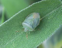 Attēlu rezultāti vaicājumam “Palomena prasina”