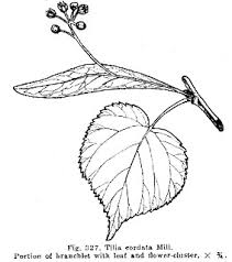 Attēlu rezultāti vaicājumam “Tilia cordata”