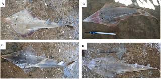 Image result for Acroteriobatus annulatus