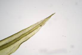 Attēlu rezultāti vaicājumam “Pohlia elongata”