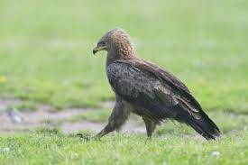 Attēlu rezultāti vaicājumam “Aquila pomarina”