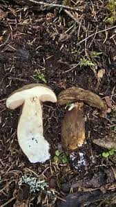 Attēlu rezultāti vaicājumam “Porphyrellus porphyrosporus”