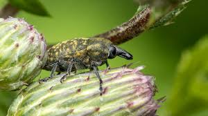 Attēlu rezultāti vaicājumam “Larinus sp.”