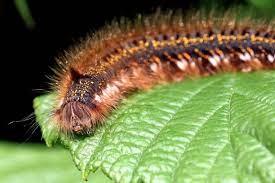 Attēlu rezultāti vaicājumam “Euthrix potatoria larva”