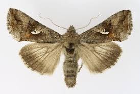 Attēlu rezultāti vaicājumam “Autographa excelsa”