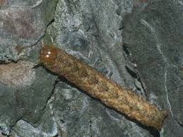 Attēlu rezultāti vaicājumam “Polia nebulosa”