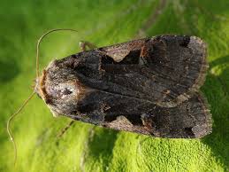 Attēlu rezultāti vaicājumam “Xestia c-nigrum”