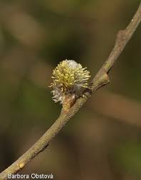 Attēlu rezultāti vaicājumam “Salix caprea fruit”