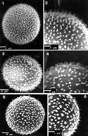 Attēlu rezultāti vaicājumam “Didymium minus spores”