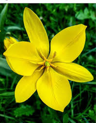 Attēlu rezultāti vaicājumam “Tulipa sylvestris”