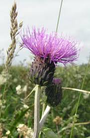 Attēlu rezultāti vaicājumam “Cirsium heterophyllum leaf”