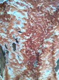 Attēlu rezultāti vaicājumam “Gloeoporus taxicola”