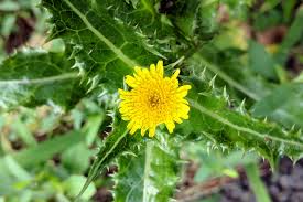 Attēlu rezultāti vaicājumam “Sonchus asper flower”