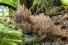 Attēlu rezultāti vaicājumam “Clavulina amethystina”