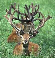 Attēlu rezultāti vaicājumam “Cervus elaphus”