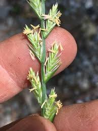 Attēlu rezultāti vaicājumam “Lolium perenne”