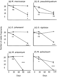 Attēlu rezultāti vaicājumam “Didymodon rigidulus sporophyte”