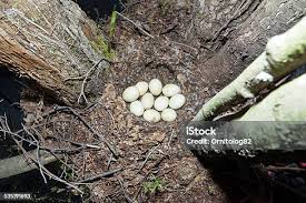 Attēlu rezultāti vaicājumam “Anas platyrhynchos eggs”