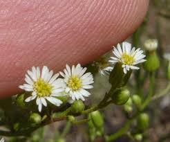 Attēlu rezultāti vaicājumam “Erigeron canadensis”