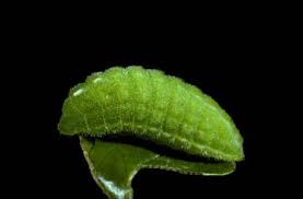 Attēlu rezultāti vaicājumam “Lycaeniinae”