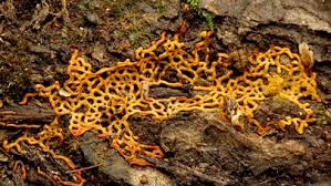 Attēlu rezultāti vaicājumam “Hemitrichia serpula spores”