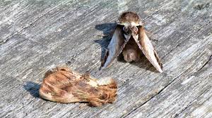 Attēlu rezultāti vaicājumam “Pheosia gnoma male”