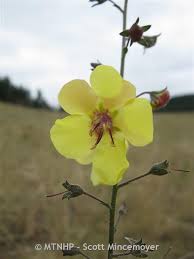 Image result for Verbascum blattaria