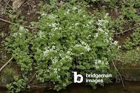 Attēlu rezultāti vaicājumam “Cardamine amara”
