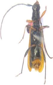 Attēlu rezultāti vaicājumam “Paracorymbia maculicornis imago”