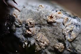 Attēlu rezultāti vaicājumam “Petractis sp.”